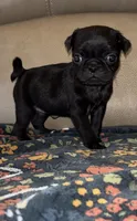 Female 2 , a female Pug for sale in Milledgeville, GA – 1 of 4