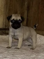 Female 2 , a female Pug for sale in Milledgeville, GA – 2 of 5