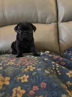Male 1, a male Pug for sale in Milledgeville, GA – 3 of 5