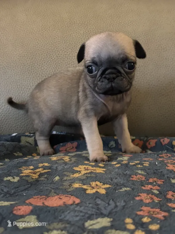 Female  1 – Pug puppy for sale in Milledgeville, GA