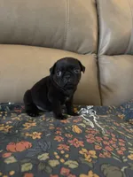 Male 2 , a male Pug for sale in Milledgeville, GA – 3 of 6