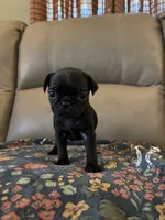 Female 2 , a female Pug for sale in Milledgeville, GA – 4 of 4