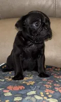 Male 4, a male Pug for sale in Milledgeville, GA – 3 of 6