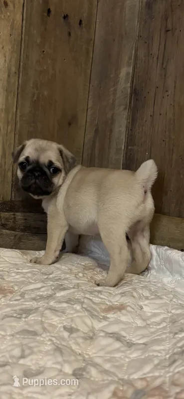 Female 3  – Pug puppy for sale in Milledgeville, GA