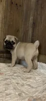 Female 3 , a female Pug for sale in Milledgeville, GA – 1 of 5