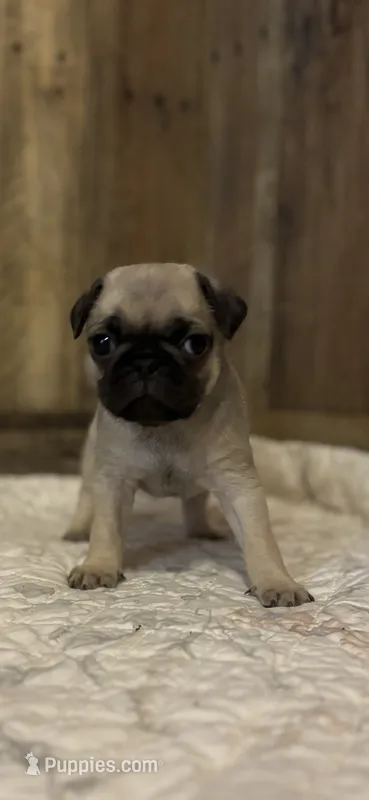 Male 2  – Pug puppy for sale in Milledgeville, GA