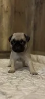 Male 2 , a male Pug for sale in Milledgeville, GA – 1 of 5
