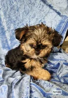 Suzy, a female Shorkie for sale in Prairie Grove, AR – 1 of 2