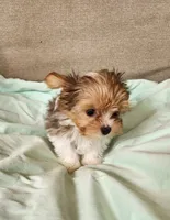 Sadie, a female Yorkshire Terrier for sale in Prairie Grove, AR – 1 of 2