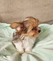 Sadie, a female Yorkshire Terrier for sale in Prairie Grove, AR – 2 of 2