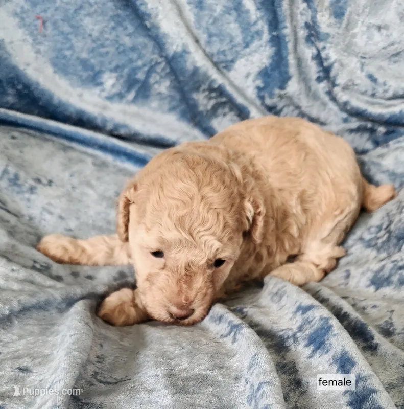 Susie – Poodle - Toy  puppy for sale in Prairie Grove, AR
