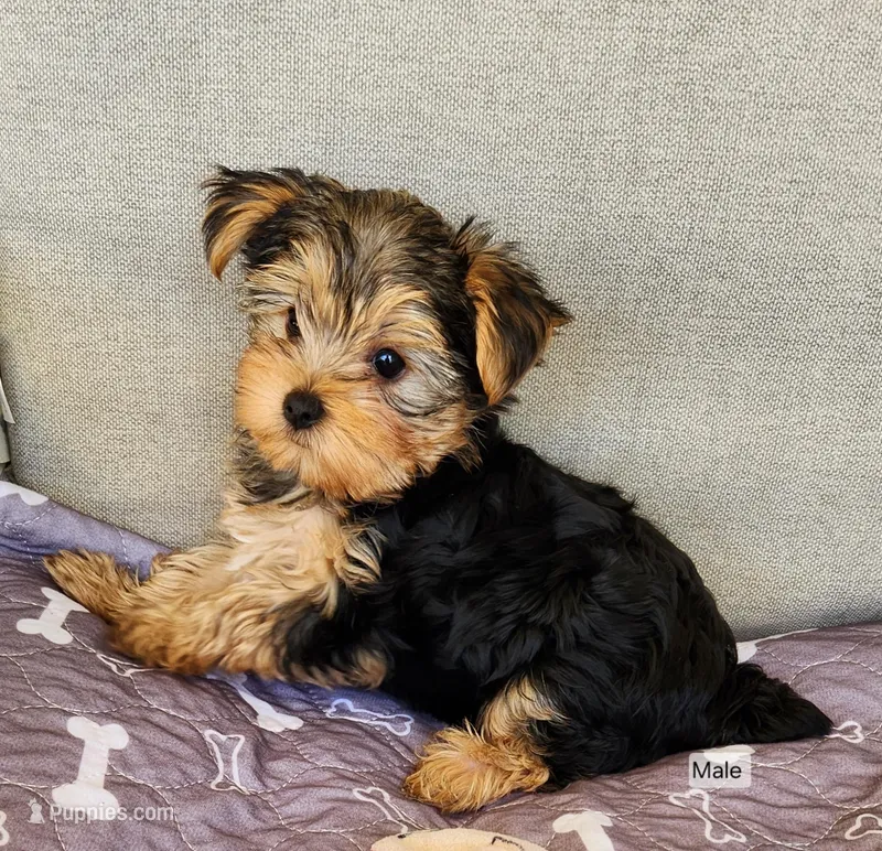 Bear – Yorkshire Terrier puppy for sale in Prairie Grove, AR