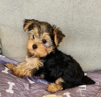 Bear, a male Yorkshire Terrier for sale in Prairie Grove, AR – Photo 1 of 2