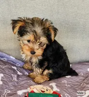 Bear, a male Yorkshire Terrier for sale in Prairie Grove, AR – Photo 2 of 2