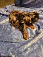 Toby, a male Poodle - Toy  for sale in Prairie Grove, AR – Photo 2 of 2