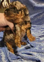 Toby, a male Poodle - Toy  for sale in Prairie Grove, AR – Photo 1 of 2