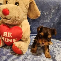 Buster, a male Yorkshire Terrier for sale in Prairie Grove, AR – Photo 2 of 2
