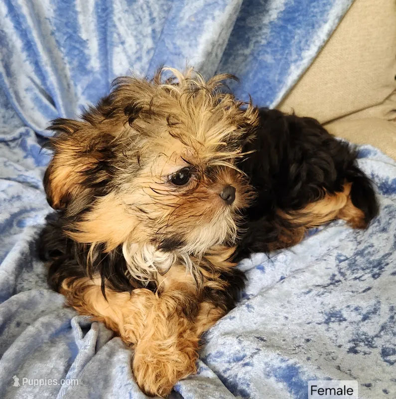 Suzy – Shorkie puppy for sale in Prairie Grove, AR