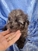 Jacob, a male Poodle - Toy  for sale in Prairie Grove, AR – Photo 1 of 2