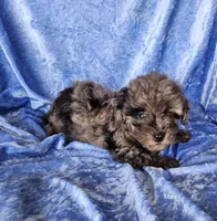Jacob, a male Poodle - Toy  for sale in Prairie Grove, AR – Photo 2 of 2