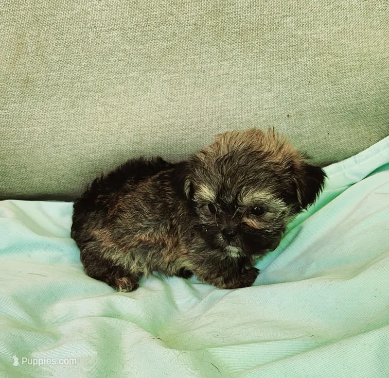 Sweetie, a female Shih Tzu and Yorkshire Terrier for sale in Prairie Grove, AR – Photo 1 of 1