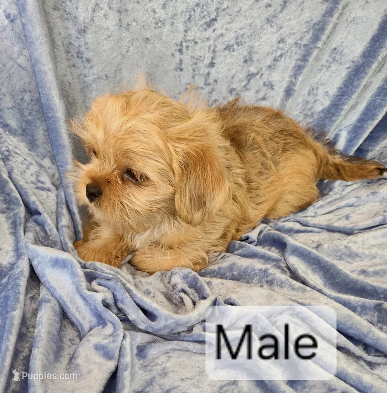 Buster – Shorkie puppy for sale in Prairie Grove, AR