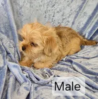 Buster, a male Shorkie for sale in Prairie Grove, AR – 1 of 2