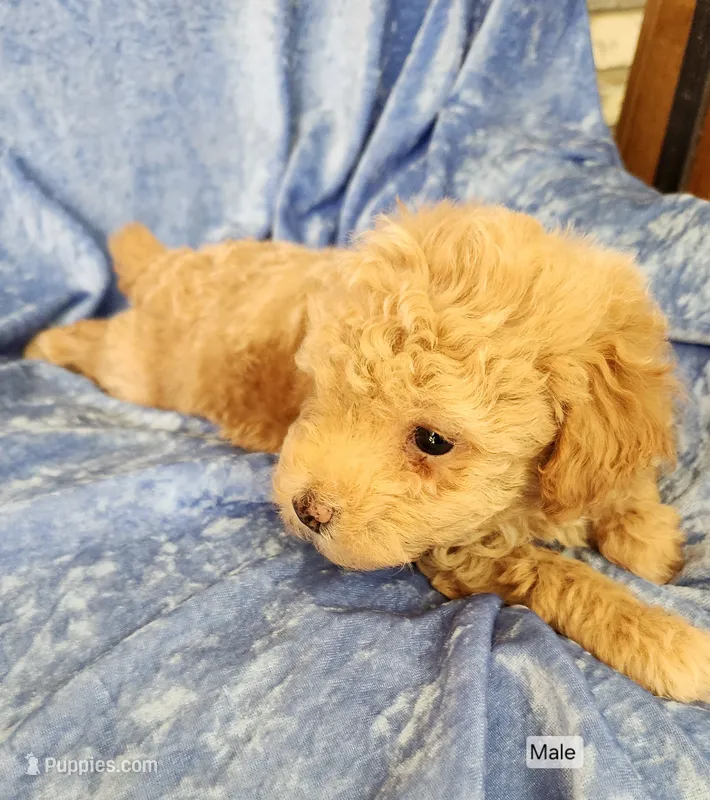 Ben – Poodle - Toy  puppy for sale in Prairie Grove, AR