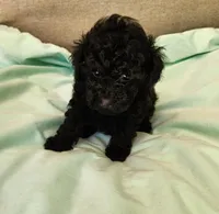 Sara, a female Poodle - Toy  for sale in Prairie Grove, AR – Photo 1 of 2