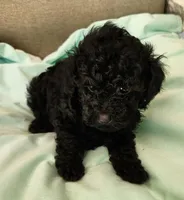 Sara, a female Poodle - Toy  for sale in Prairie Grove, AR – Photo 2 of 2