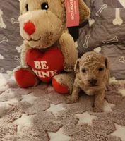 Macs, a male Poodle - Toy  for sale in Prairie Grove, AR – Photo 1 of 2