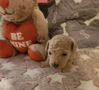 Macs, a male Poodle - Toy  for sale in Prairie Grove, AR – Photo 2 of 2