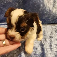 Jo Jo, a male Yorkshire Terrier for sale in Prairie Grove, AR – Photo 2 of 2