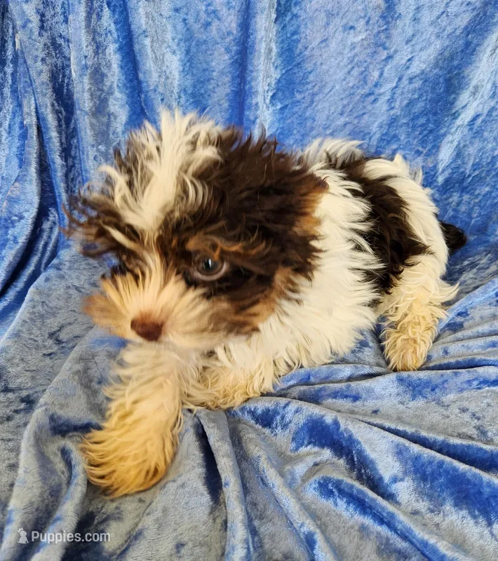 Jo Jo – Yorkshire Terrier puppy for sale in Prairie Grove, AR