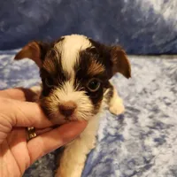 Jo Jo, a male Yorkshire Terrier for sale in Prairie Grove, AR – Photo 1 of 2