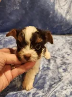 Jo Jo, a male Yorkshire Terrier for sale in Prairie Grove, AR – Photo 1 of 2