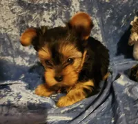 Toby, a male Yorkshire Terrier for sale in Prairie Grove, AR – Photo 2 of 2