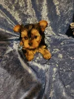 Toby, a male Yorkshire Terrier for sale in Prairie Grove, AR – Photo 1 of 2