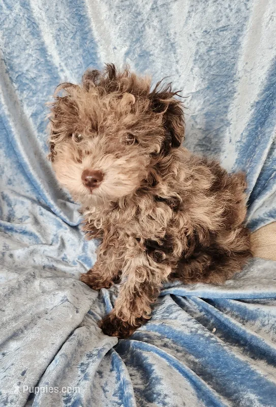 Bengi – Poodle - Toy  puppy for sale in Prairie Grove, AR