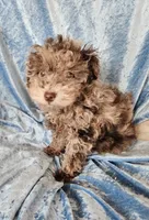 Bengi, a male Poodle - Toy  for sale in Prairie Grove, AR – 1 of 2