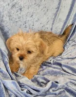 Buster, a male Shorkie for sale in Prairie Grove, AR – 2 of 2