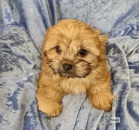 Bodie, a male Shorkie for sale in Prairie Grove, AR – 2 of 2