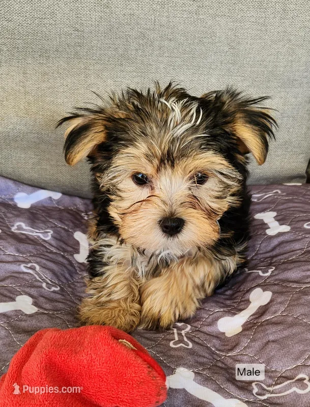 Bentley – Yorkshire Terrier puppy for sale in Prairie Grove, AR