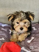 Bentley, a male Yorkshire Terrier for sale in Prairie Grove, AR – Photo 1 of 2