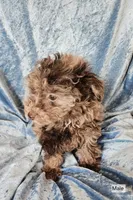 Bengi, a male Poodle - Toy  for sale in Prairie Grove, AR – 2 of 2