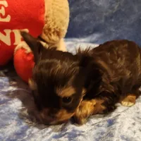 Mocha, a male Yorkshire Terrier for sale in Prairie Grove, AR – Photo 4 of 4