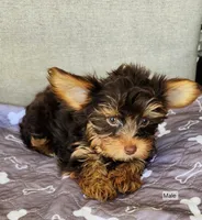 Mocha, a male Yorkshire Terrier for sale in Prairie Grove, AR – Photo 3 of 4