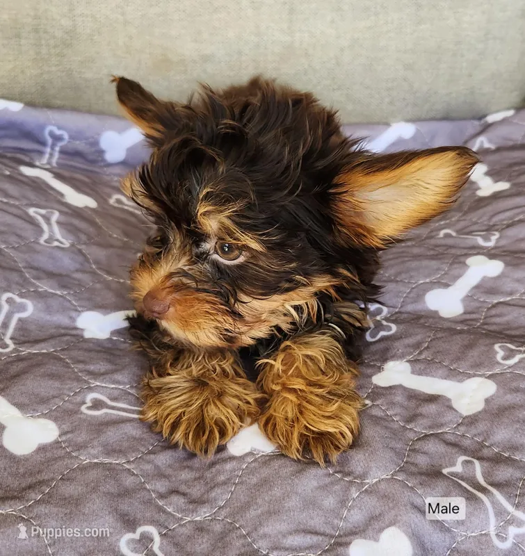 Mocha – Yorkshire Terrier puppy for sale in Prairie Grove, AR