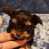 Mocha, a male Yorkshire Terrier for sale in Prairie Grove, AR – Photo 2 of 4