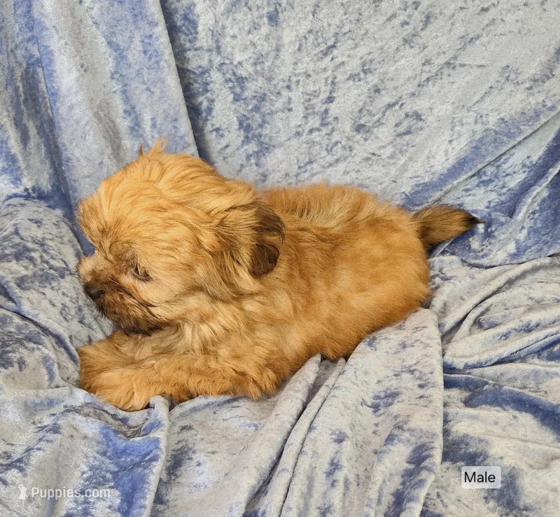 Bodie – Shorkie puppy for sale in Prairie Grove, AR